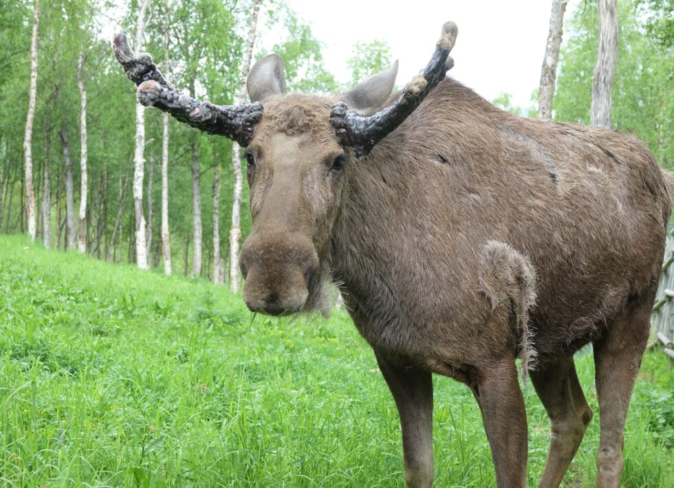 Elgjegeres forberedelser til elgjakt kan ha blitt misforstått som smuglerrute-markeringer.