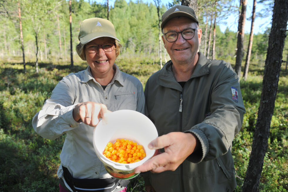 Litt multefangst etter noen få minutter. Jenny Håkonsen og Jan Kristiansen bruker gjerne noen timer på ei myr i Eidskog for å sanke multer.