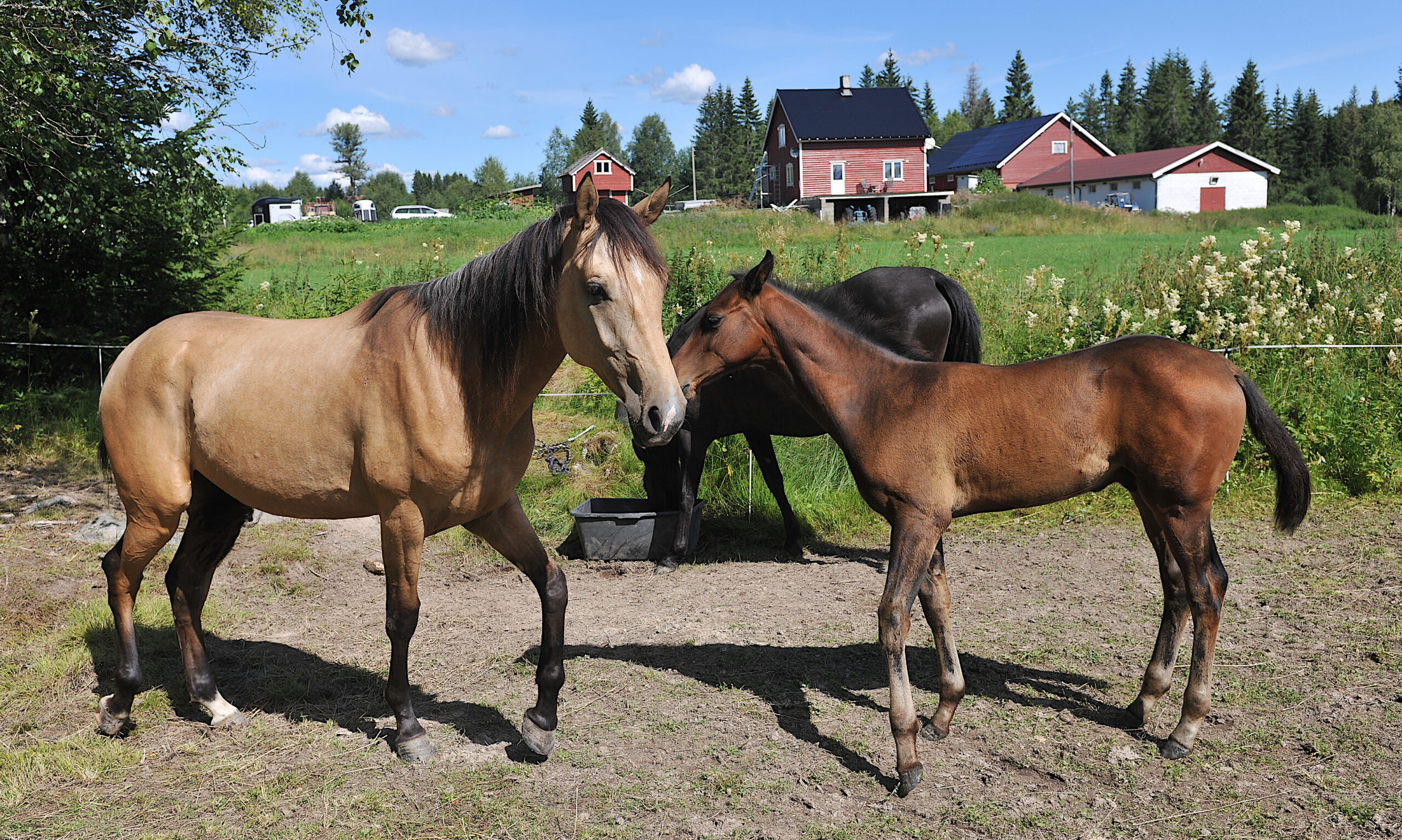 Halvbrødrene Edvald og Martin MJ med sin mor Astigma i bakgrunnen.