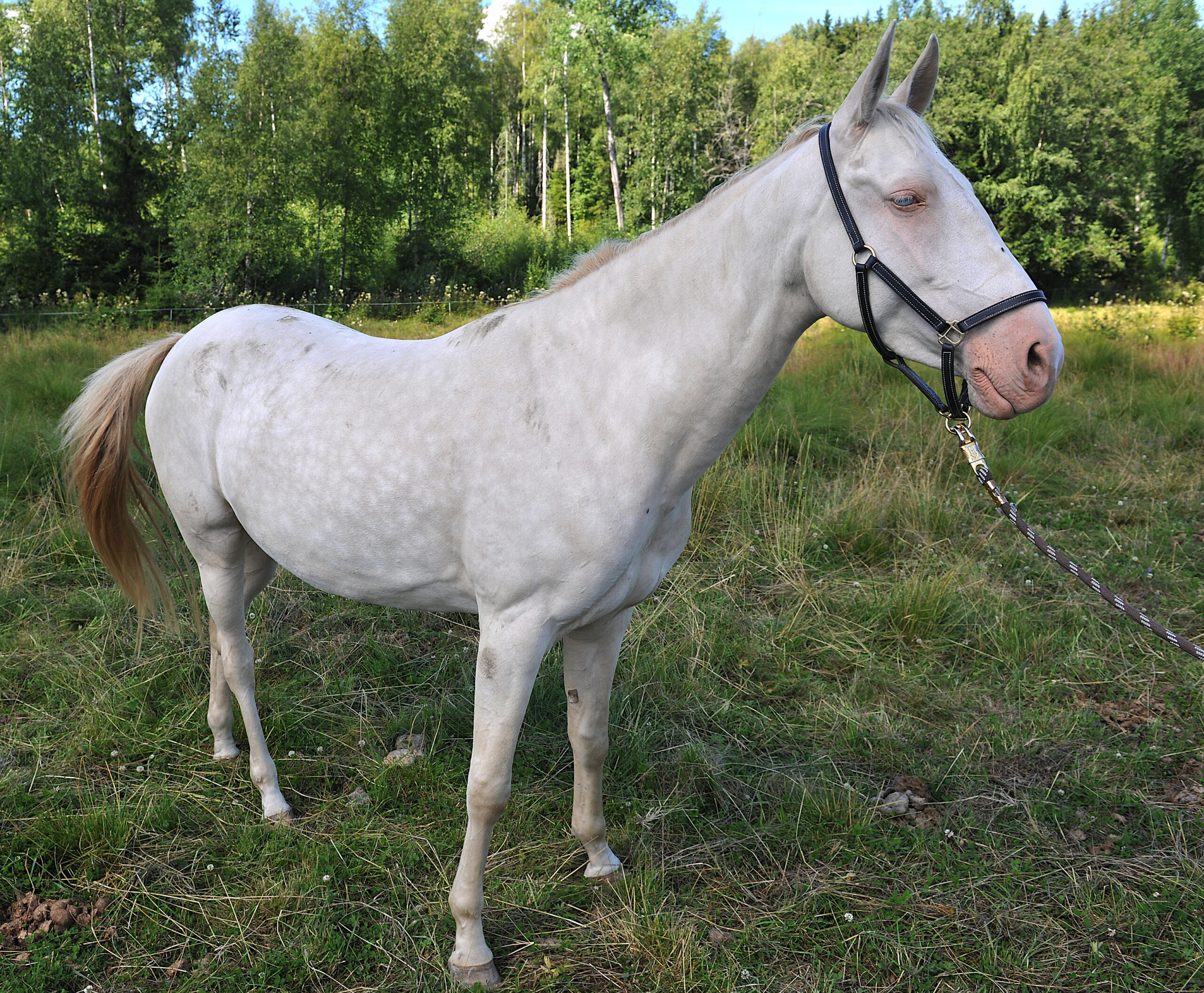 Perlinofarget Dagny, født i 2017, med glinsende felt på hals, nakke, bog og bryst.