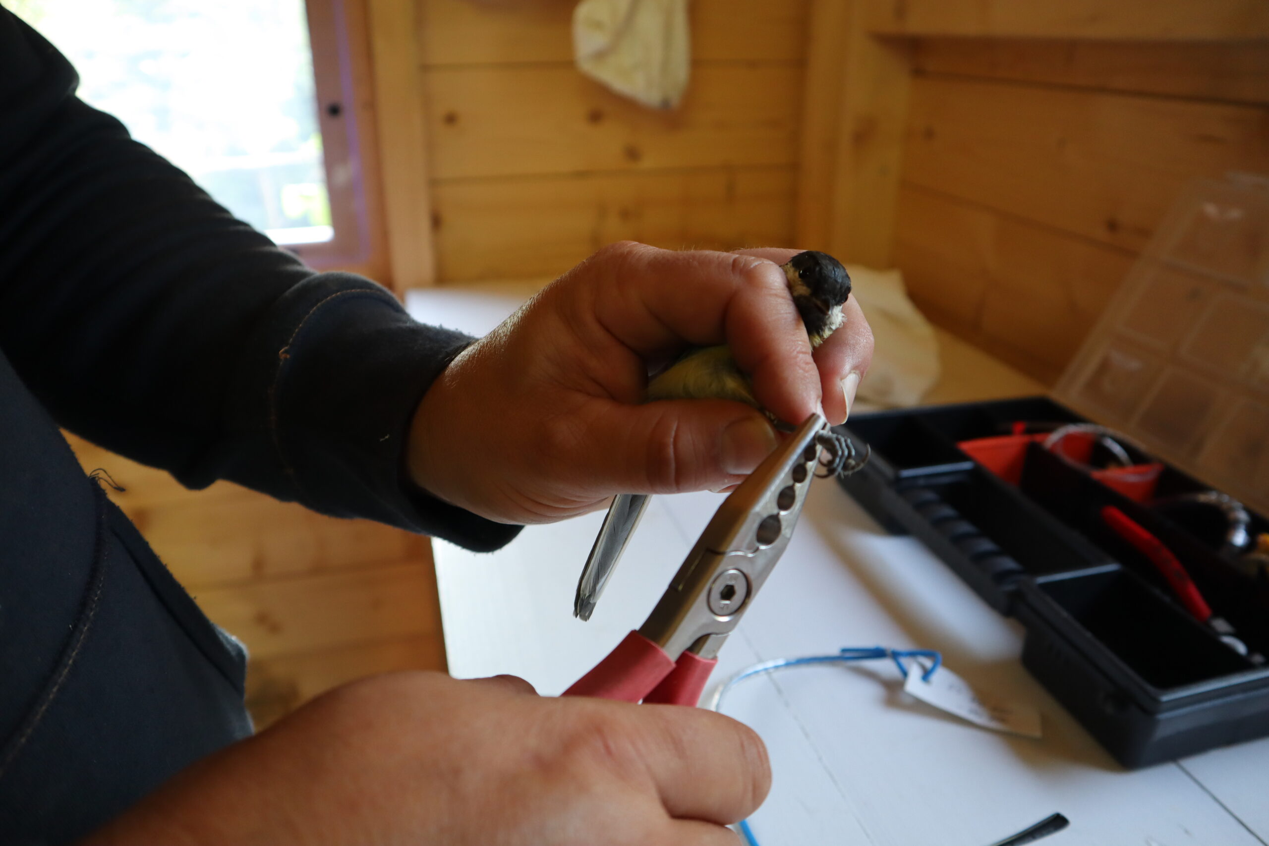 Inne på feltstasjonen ringmerkes fuglene og registreres før de slippes tilbake i skogen. Her er det en Kjøttmeis som blir merket.