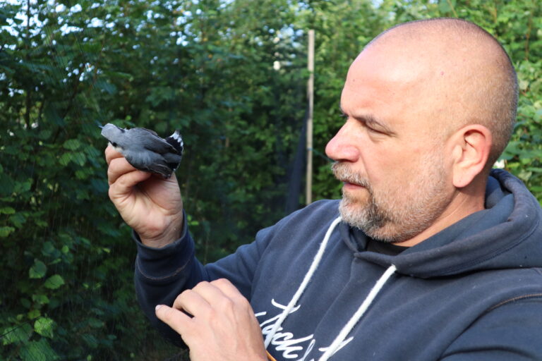 Morten Nysveen på Finsrud er lisensiert ringmerker og bruker mye tid på å registrere fulgearter. Fuglene han fanger behandles forsiktig og etter ringmerkingen slippes de raskt ut i skogen igjen
