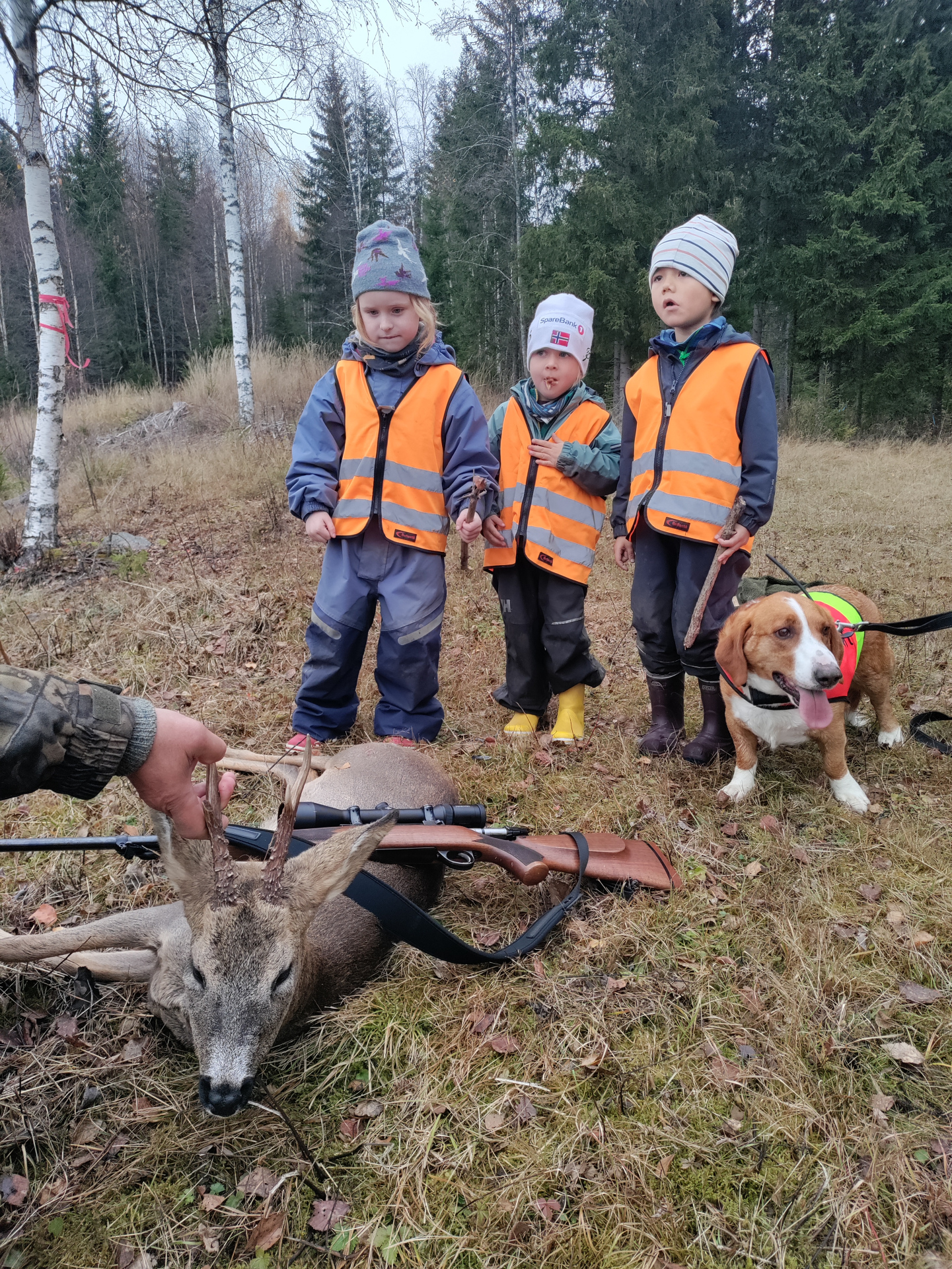 Rådyrbukken blir mat for barnehagen.