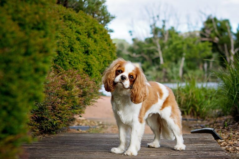 Hunderasen, cavalier king charles spaniel, har så store helseutfordringer at videre avl er i strid med dyrevelferdsloven.
