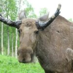 I fjor ble det registrert 98 viltpåkjørsler i Eidskog.