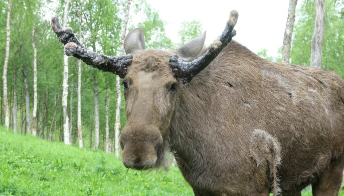 I fjor ble det registrert 98 viltpåkjørsler i Eidskog.
