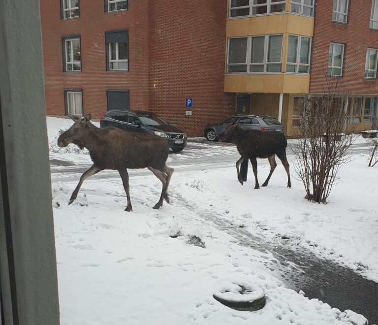 To elger hadde forvillet seg i området.