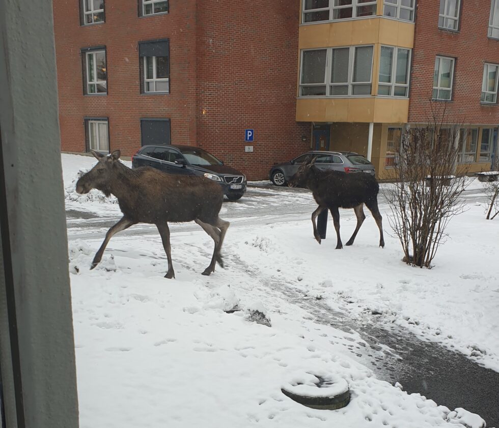 To elger hadde forvillet seg i området.