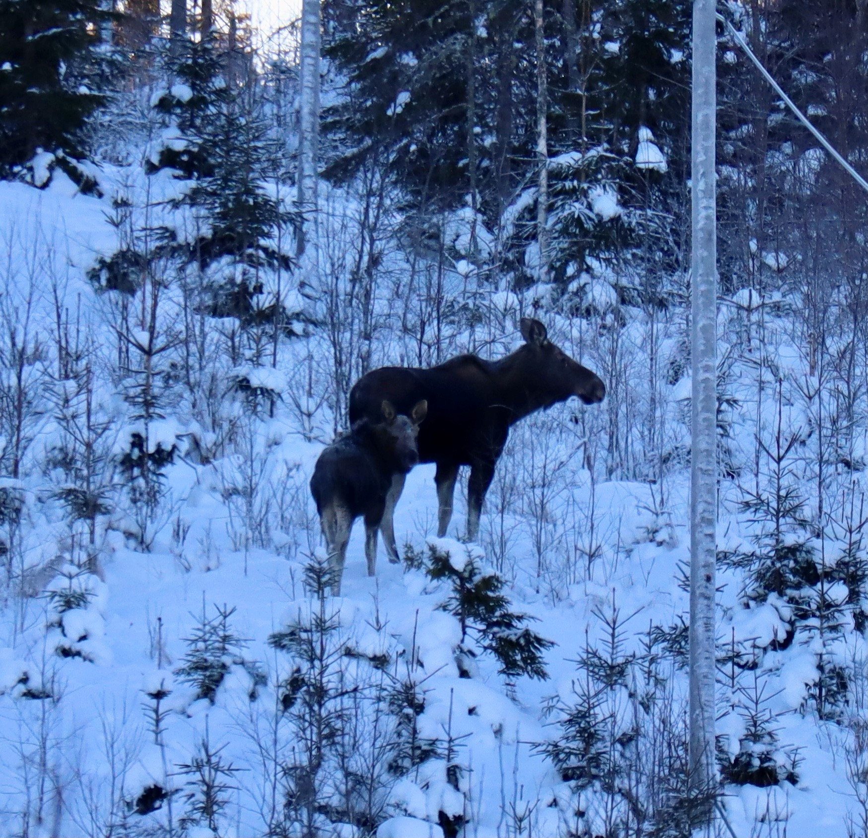 Til høsten kan det bli elgjakt i kommunal regi på Bolskogen.