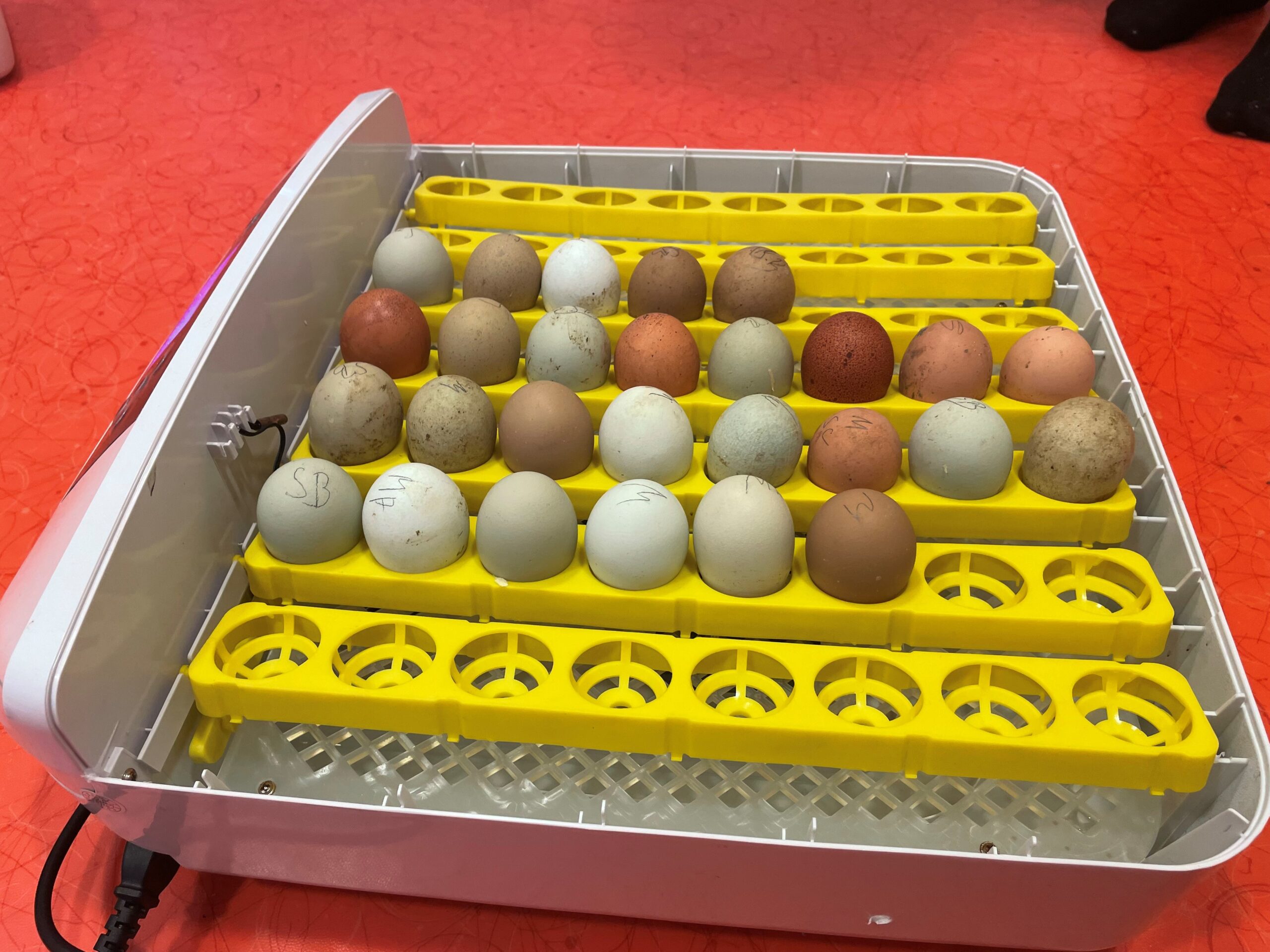 Det er 27 egg i rugemaskinen, men det er plass til flere.