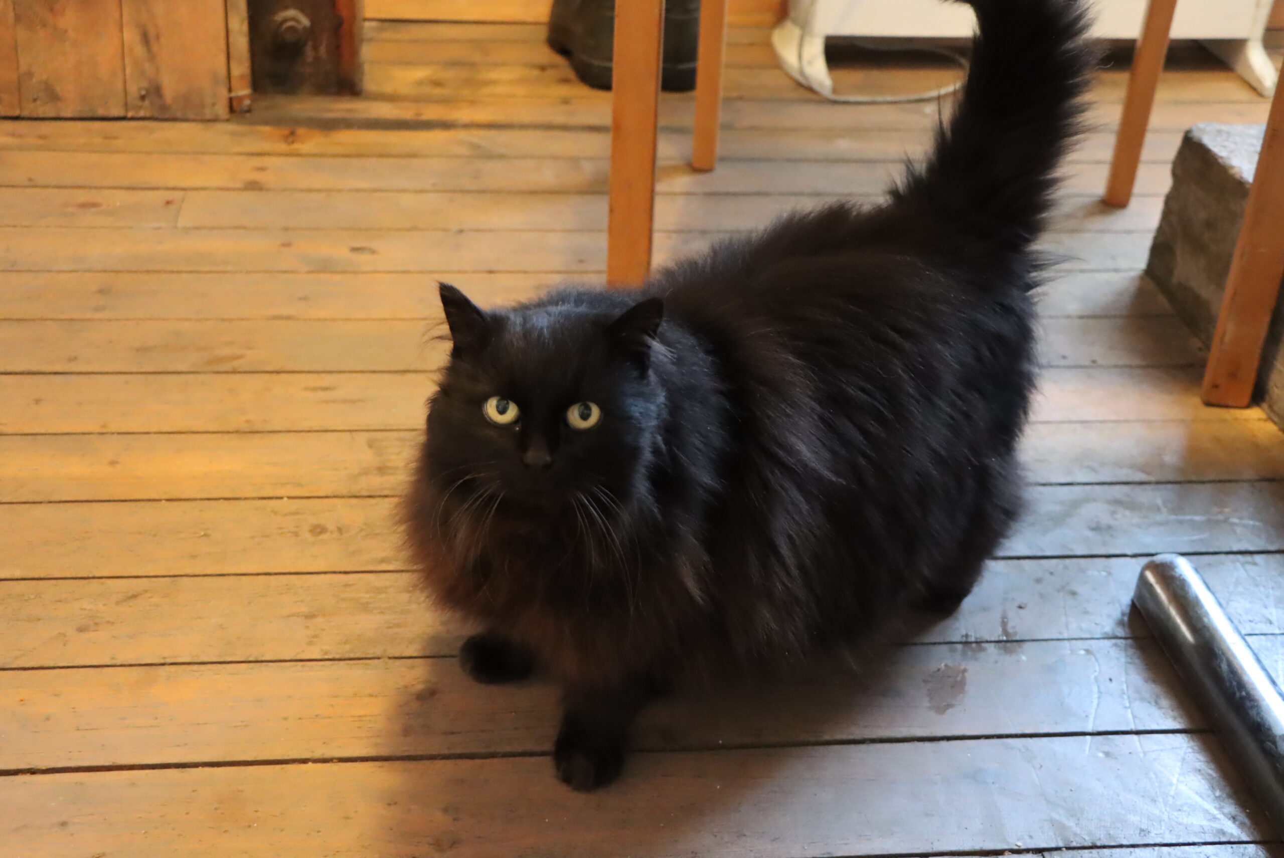 Stedlig leder på East Marina er katten Missy.