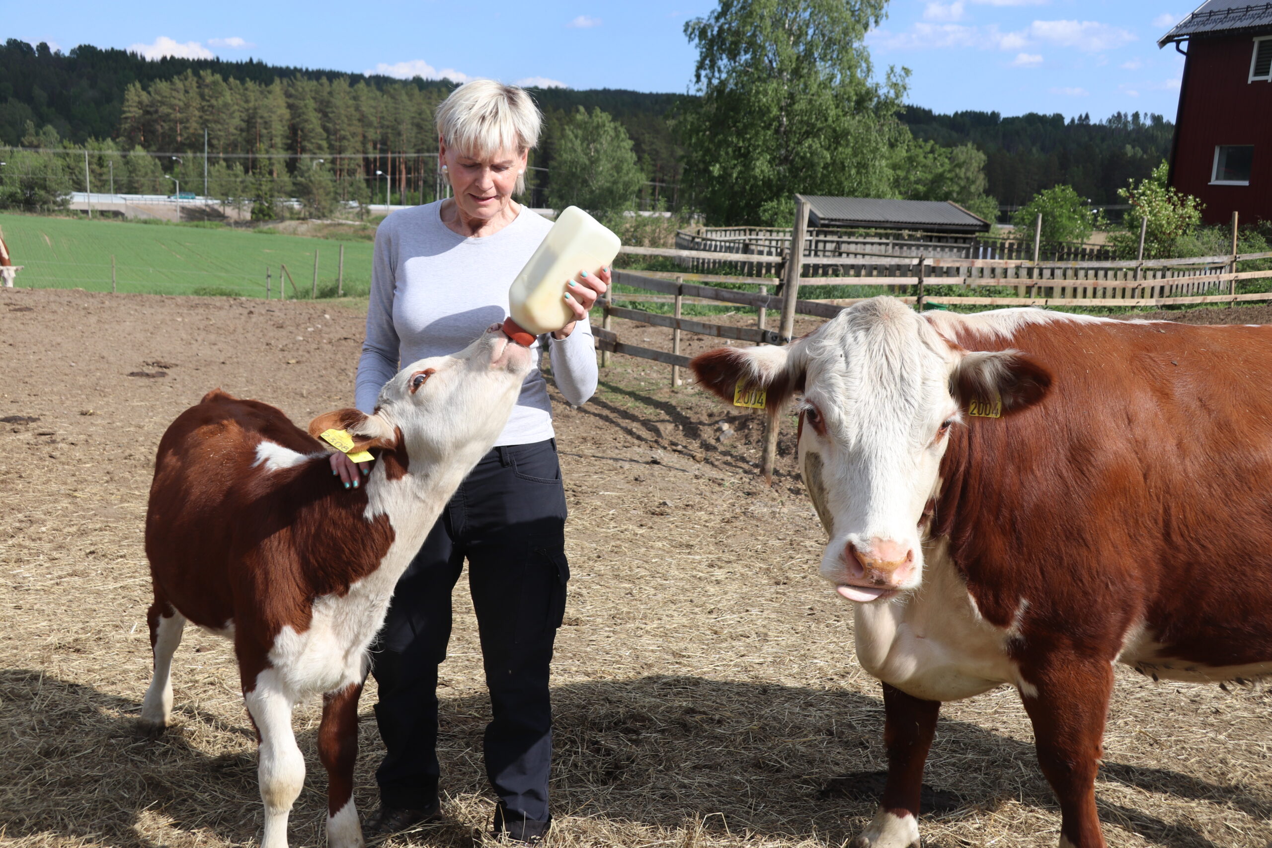 Moren til denne vesle kalven ville ikke ha noe med ungen sin å gjøre, derfor må Inger-Eva melke den selv.<br srcset=