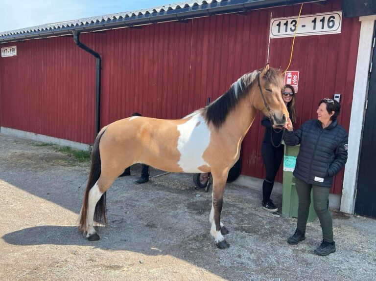 Eier Anita Kringeland med hesten Alexandra, som er en av de to islandshestene fra Eidskog som deltar i VM