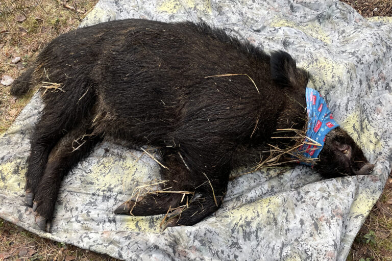 Halden februar 2023: Det første villsvinet i Norge er bedøvet og påsatt en GPS-sender av forskere fra NINA og Veterinærinstituttet. Flere står for tur. Målet er å få en bedre forståelse av hvor villsvinene lever og sprer seg i landet