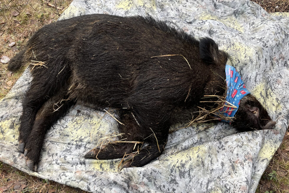 Halden februar 2023: Det første villsvinet i Norge er bedøvet og påsatt en GPS-sender av forskere fra NINA og Veterinærinstituttet. Flere står for tur. Målet er å få en bedre forståelse av hvor villsvinene lever og sprer seg i landet