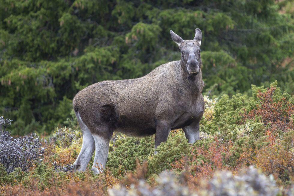Årets elgkvoter i Eidskog er klare.