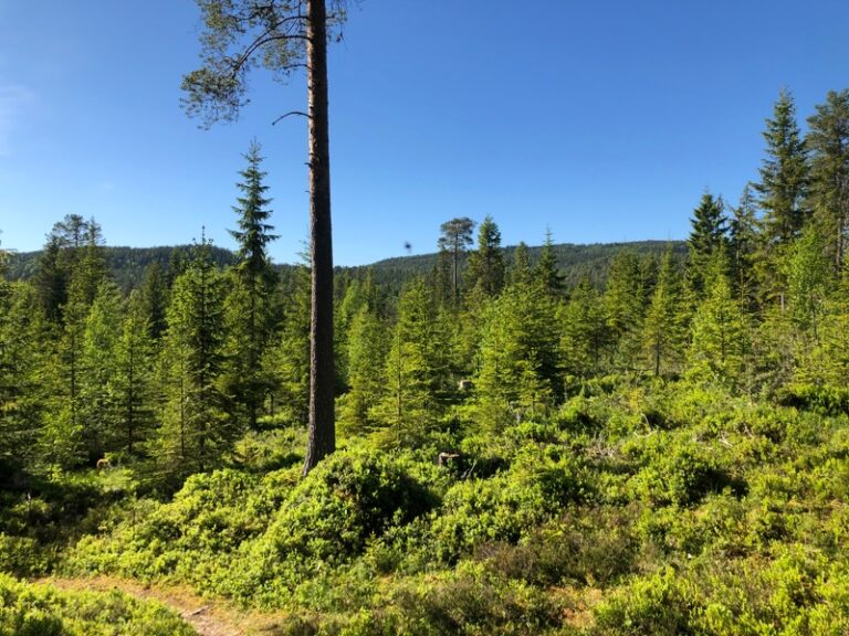 Det er fortsatt stor aktivitet i skogen og tømmerprisene øker viser tall fra landbruksdirektoratet.
