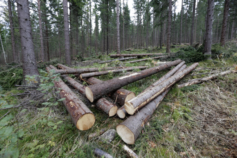 Regjeringen vil kjøpe skogkreditter og utslippsenheter i utlandet for å skjerme norske skogeiere for stans i hogst.