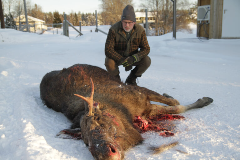 Denne elgen ble påkjørt ved Bråtavegen ved Pramhus onsdag 3. januar. Ketil Grønnerud i Eidskog Vilt forteller at dessverre var skadene slik at elgen ikke ble godkjent som mat, og blir sendt videre til Biosirk.