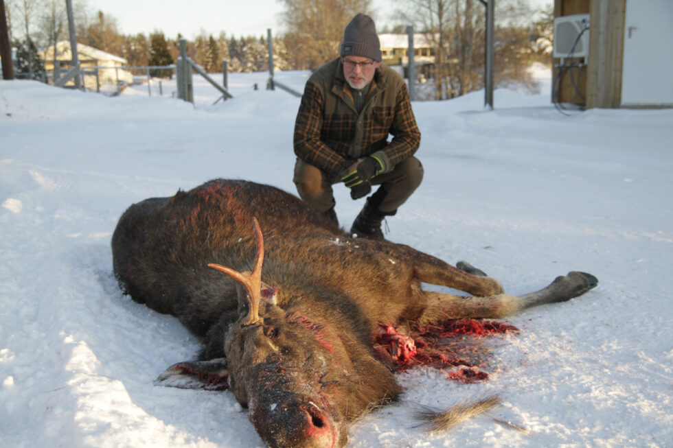 Denne elgen ble påkjørt ved Bråtavegen ved Pramhus onsdag 3. januar. Ketil Grønnerud i Eidskog Vilt forteller at dessverre var skadene slik at elgen ikke ble godkjent som mat, og blir sendt videre til Biosirk.
