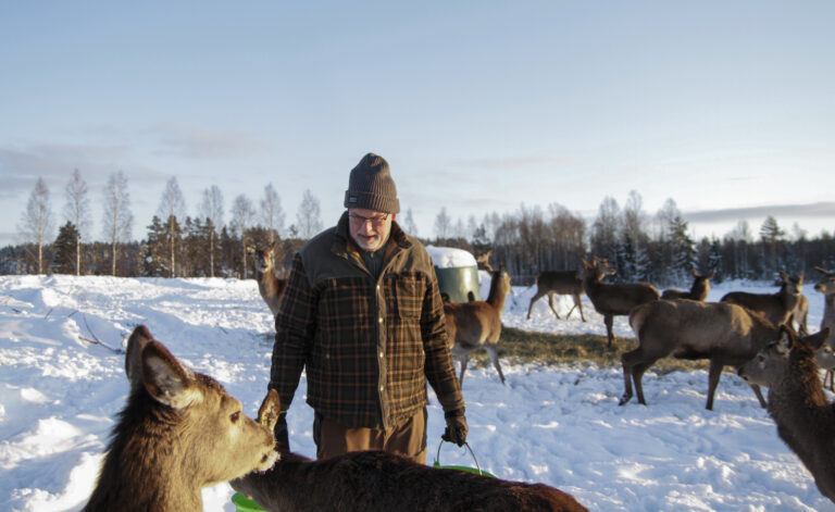 Tid for mat og hjorteflokken samles rundt Ketil Grønnerud – i løpet av året vil det være en nesten dobling av flokken, siden oppstarten for fem år siden.