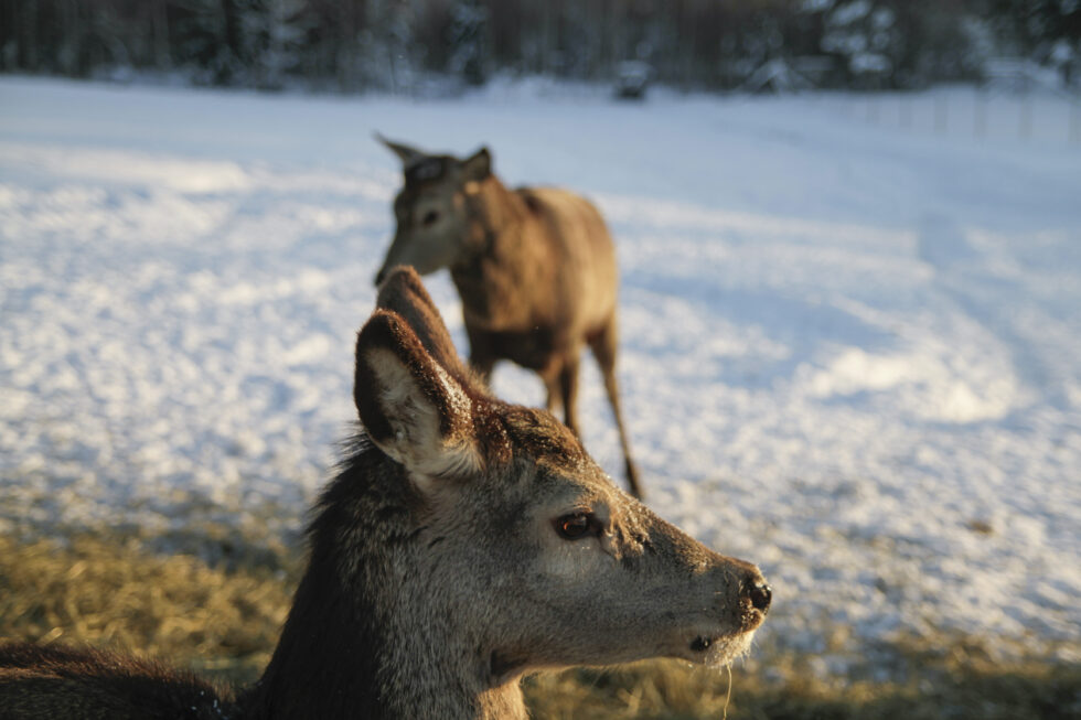 Ketil Grønnerud estimerer at over 25 hinder på gården får kalver til våren, så det vokser bra i flokken. — Foto: Ronald Jørgensen
