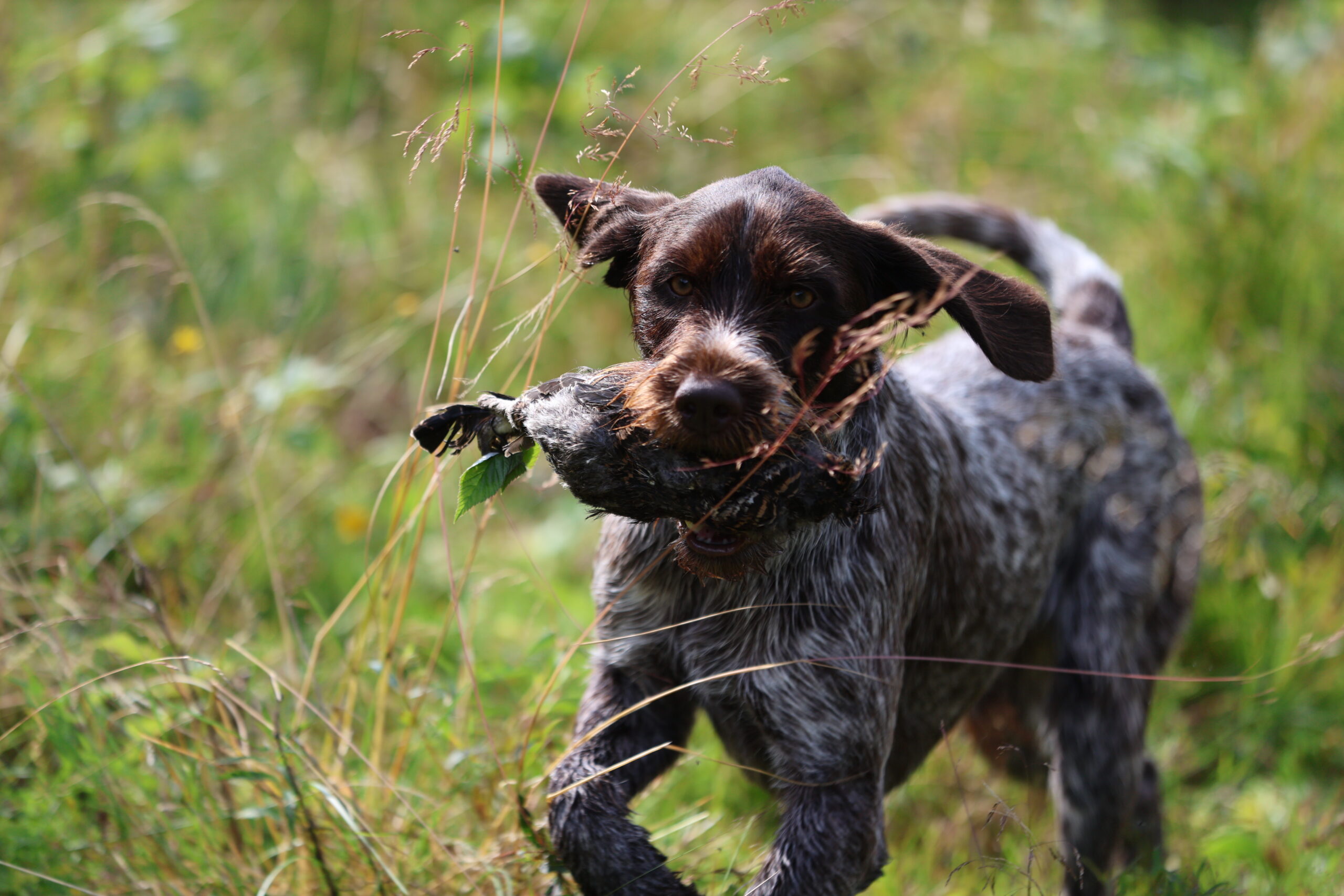 Hunden til Åse Ruud fant fuglen raskt og fikk maksimalt 10 poeng på øvelsen.