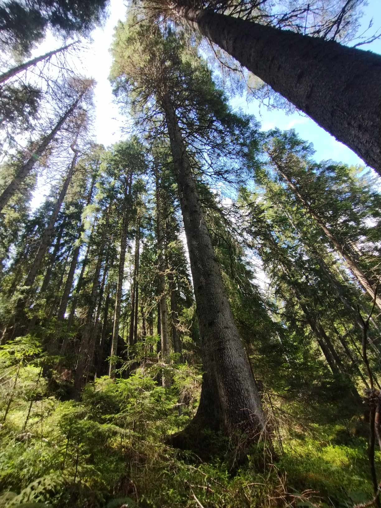 Grana sørvest i Eidskog måler 43,9 meter og har en omkrets på hele 265 centimeter målt 130 centimeter over bakken.