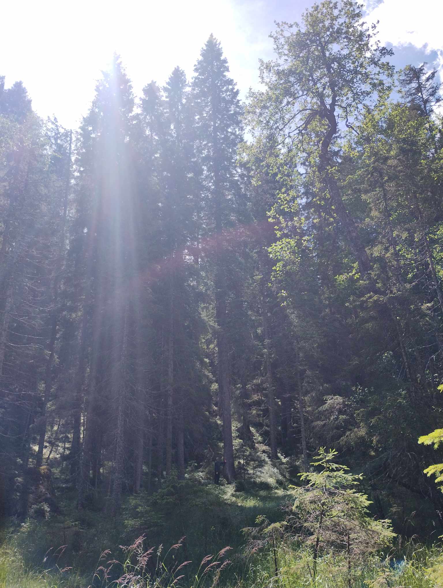 I et dalsøkk i nærheten av Geitdalen i Eidskog står den digre grana og strekker seg mot lyset.