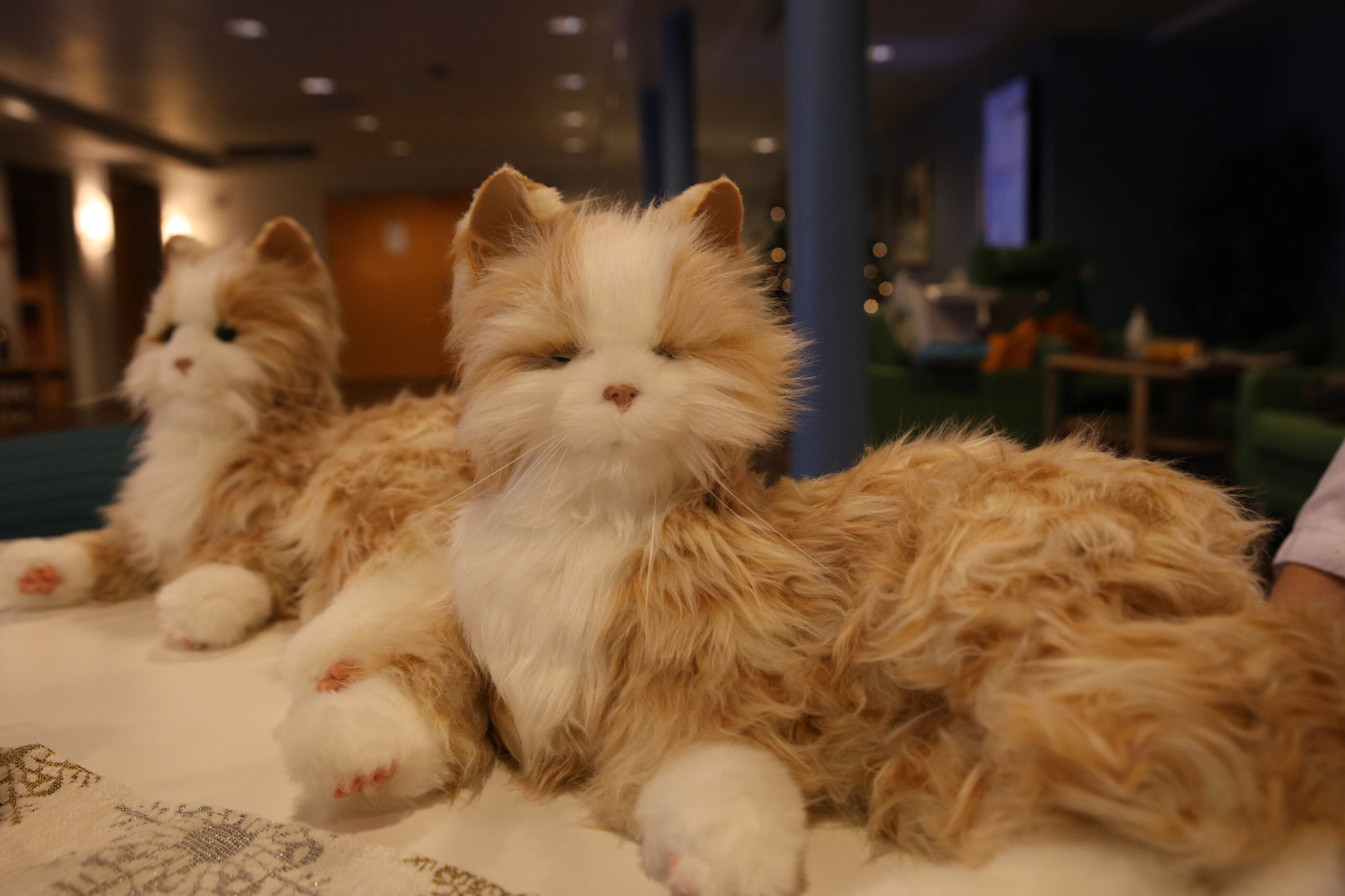 Slike robotkatter finnes allerede flere steder i landet, nå er har Eidskog helsetun fått to.