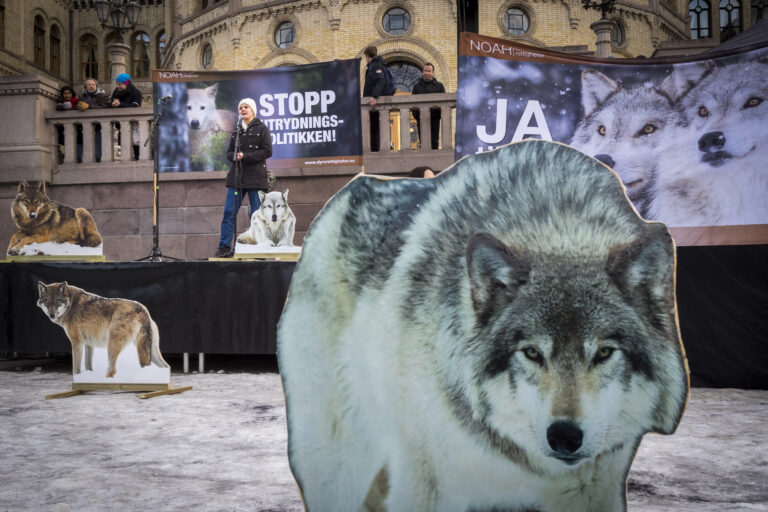 Bak flere pappfigurer av ulv holdt NOAH leder Siri Martinsen sist lørdag appell foran flere tusen demonstranter, som møtte opp foran Stortinget for å demonstrere for å bevare ulv og andre rovdyr i Norge.