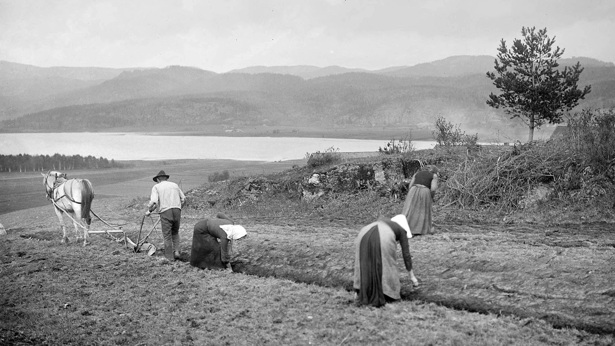 Pløying med hest og setting av poteter tidlig på 1900-tallet.