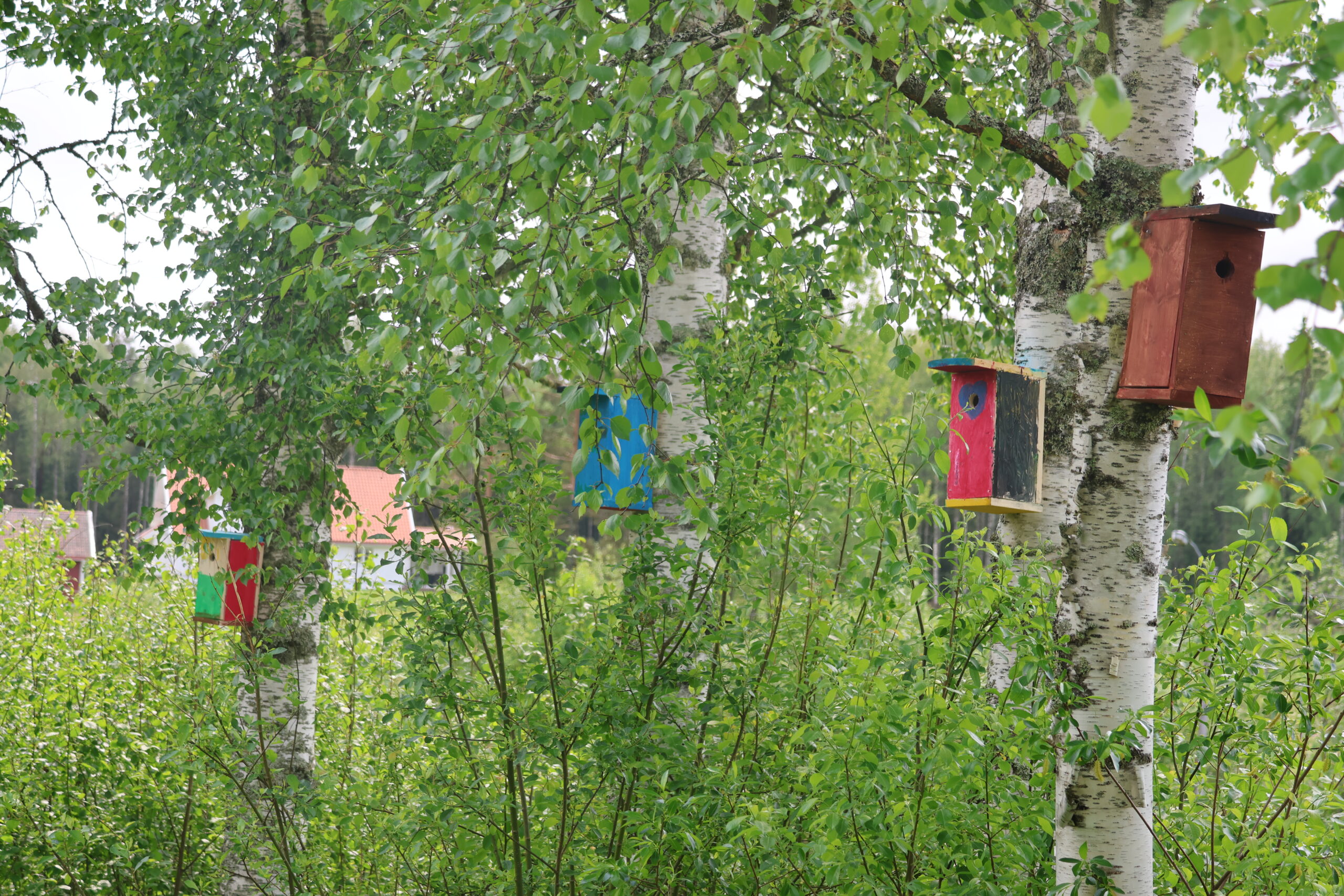 Utegruppa har blant annet snekret og malt fuglekasser i fargerike farger. De nye kassene har blitt hengt opp i skogen i nærområdet til Magnor skole.