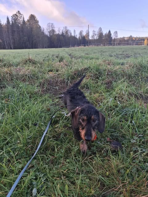 Jakthunden Bella ble et hyggelig bekjentskap for de "ferske" jegerne fra Eidskog naturbarnehage.