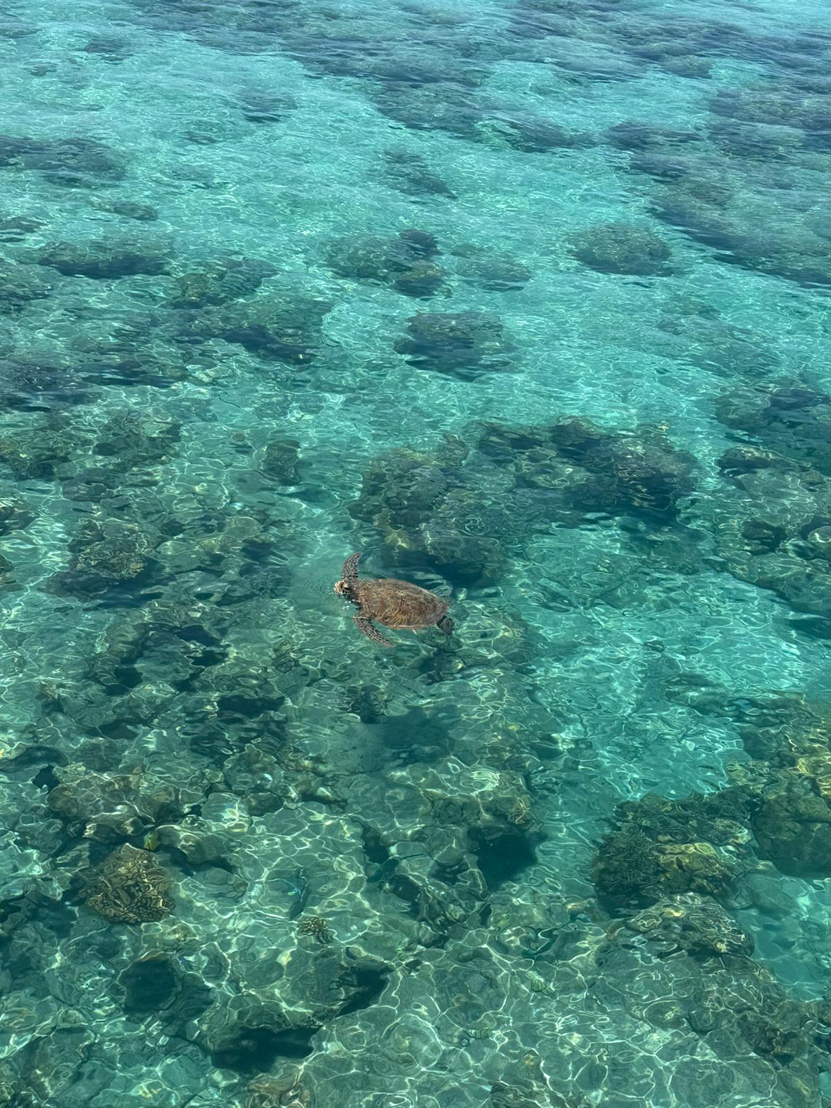 Haiene har latt vente på seg. Men Great Barrier Reef har et rikt dyreliv inkludert havskilpadder som Julie Østby fikk oppleve.