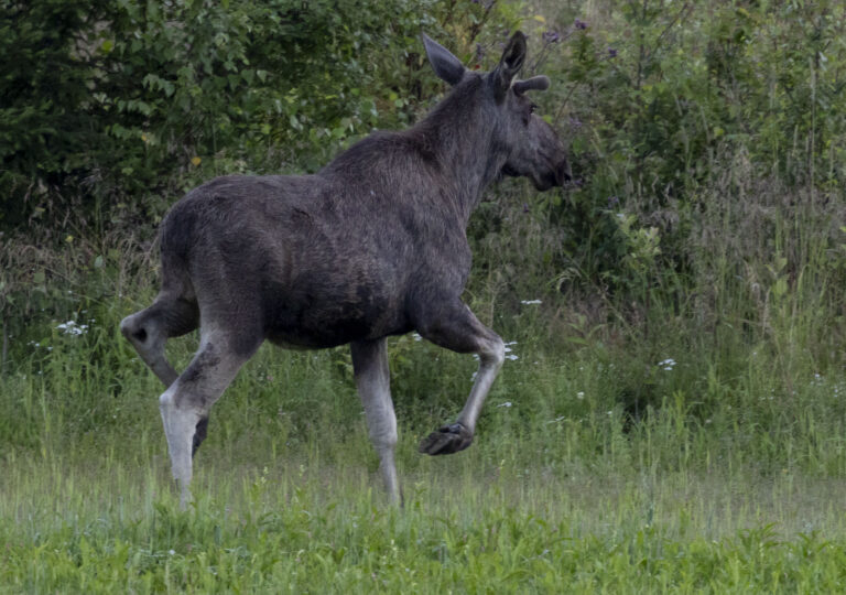 Det er ledige plasser for jegere og hundefører i et av de kommunale jaktlagene.