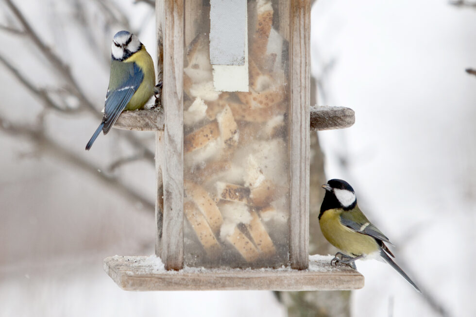 Blåmeisen og Kjøttmeisen var de to fugleartene som flest observerte under den store hagefugltellingen i Eidskog i januar. Disse to fuglene topper også lsita over mest observerte fugler i landsoversikten til BirdLife Norge.