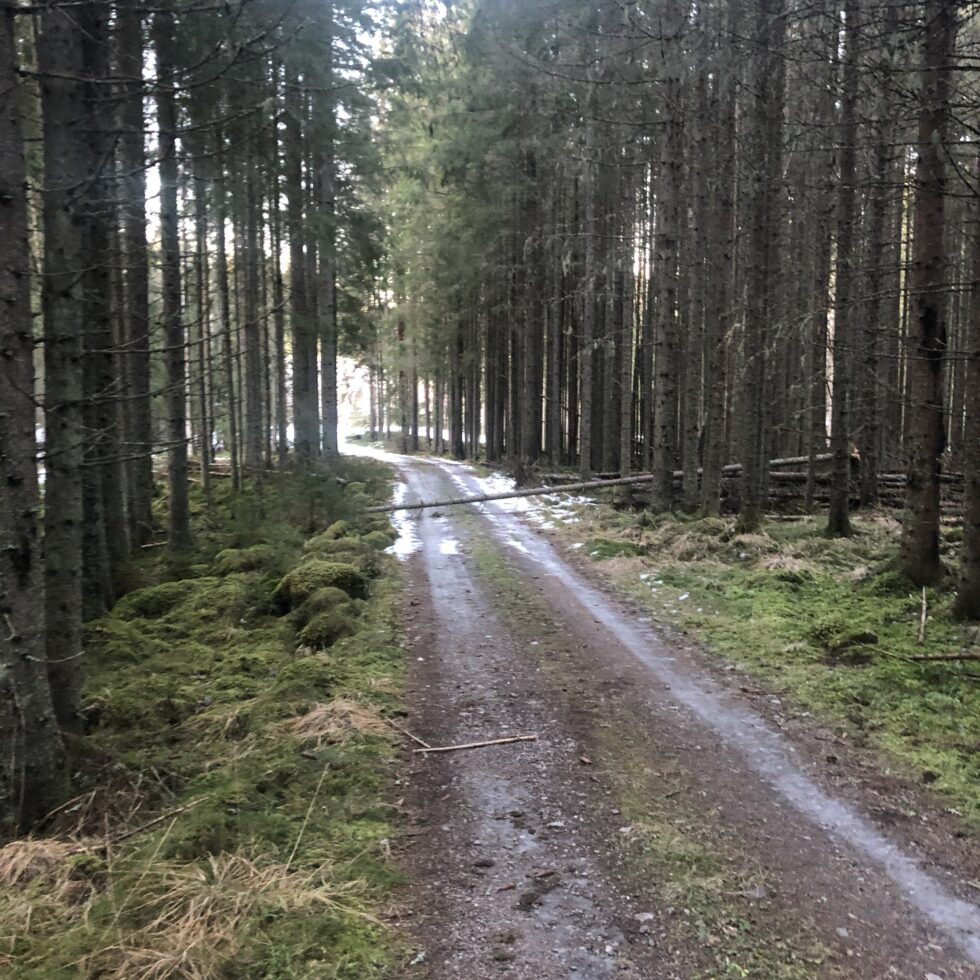 Tall fra Landbruksdirektoratet viser at det ble brukt mindre penger på skogsveger i 2025 enn året før. Innlandet var det fylket der skogeierne bygget mest veg.