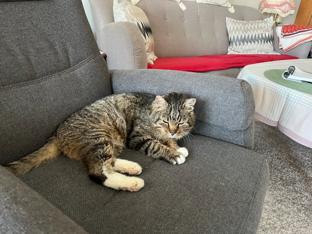 Mons er en katt som er glad i å jakte, men det er tydelig at han er glad for å kunne legge seg i godstolen igjen.