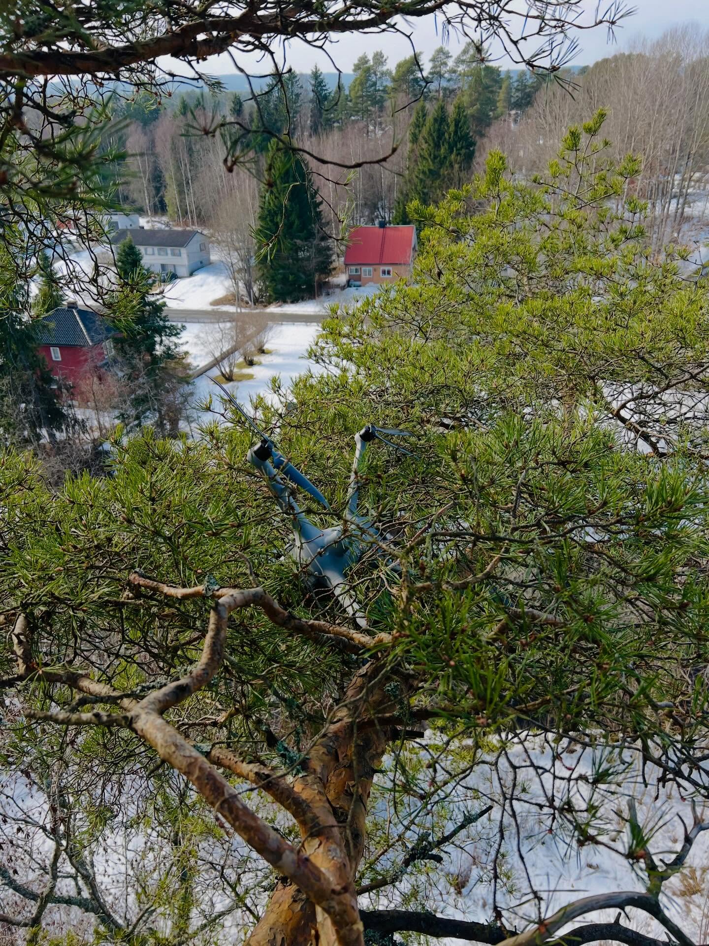 Det er god utsikt fra toppen av en furu 25 meter over bakken. Dronen lå pent parkert i en grein tre meter ut fra stammen.