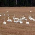 I disse dager kan man mange steder se flokker med svaner på jordene i distriktet vårt.
