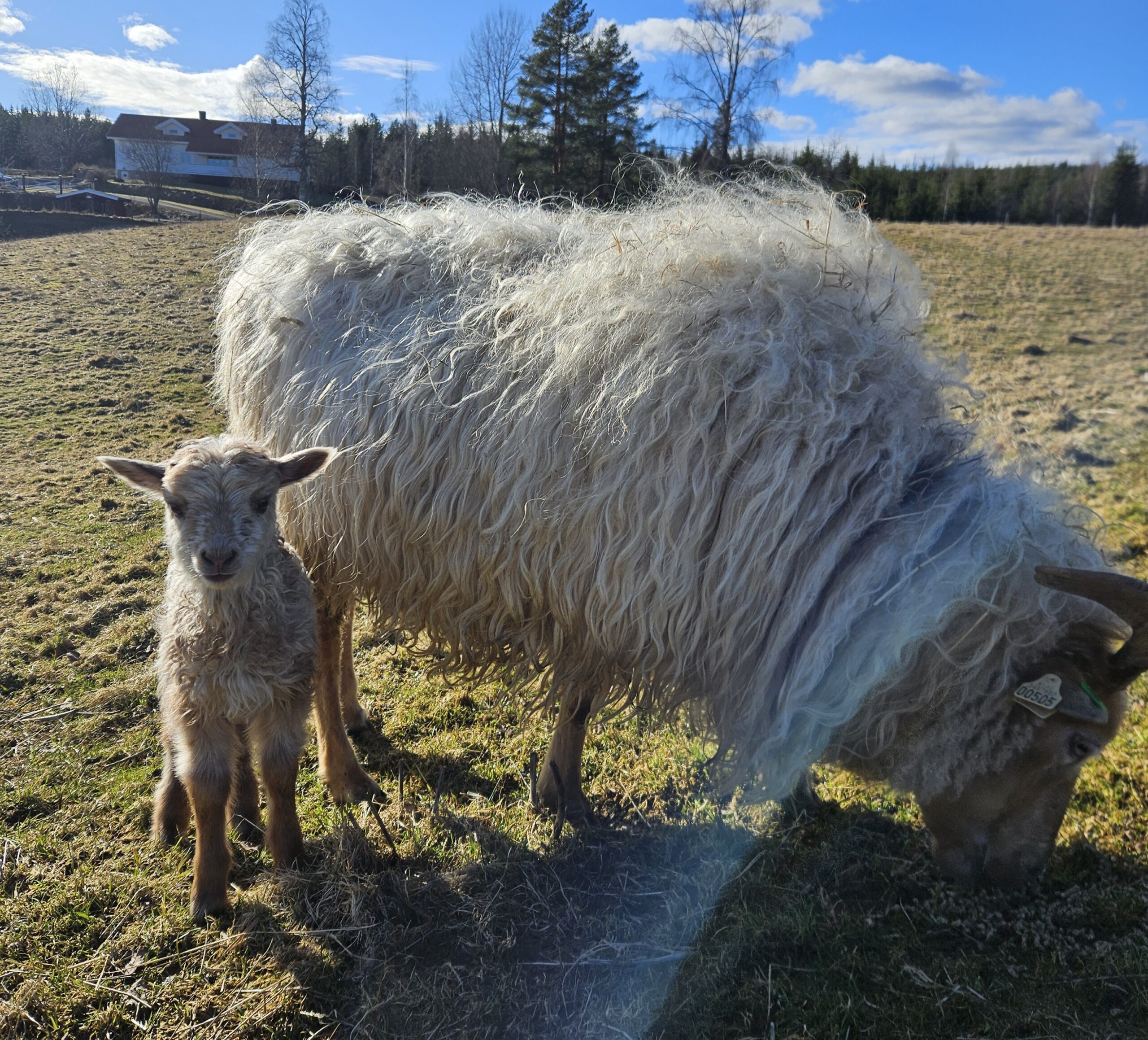 Snefrid og lamungen lever et lykkelig liv til tross for en tøff start.