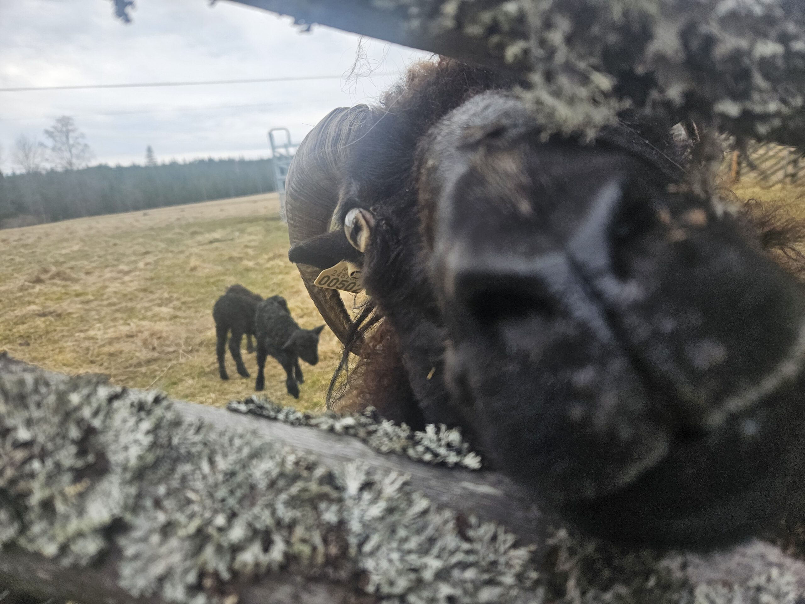 Bøssøs er fornøyd med seg selv etter å ha fått tre små lamunger.