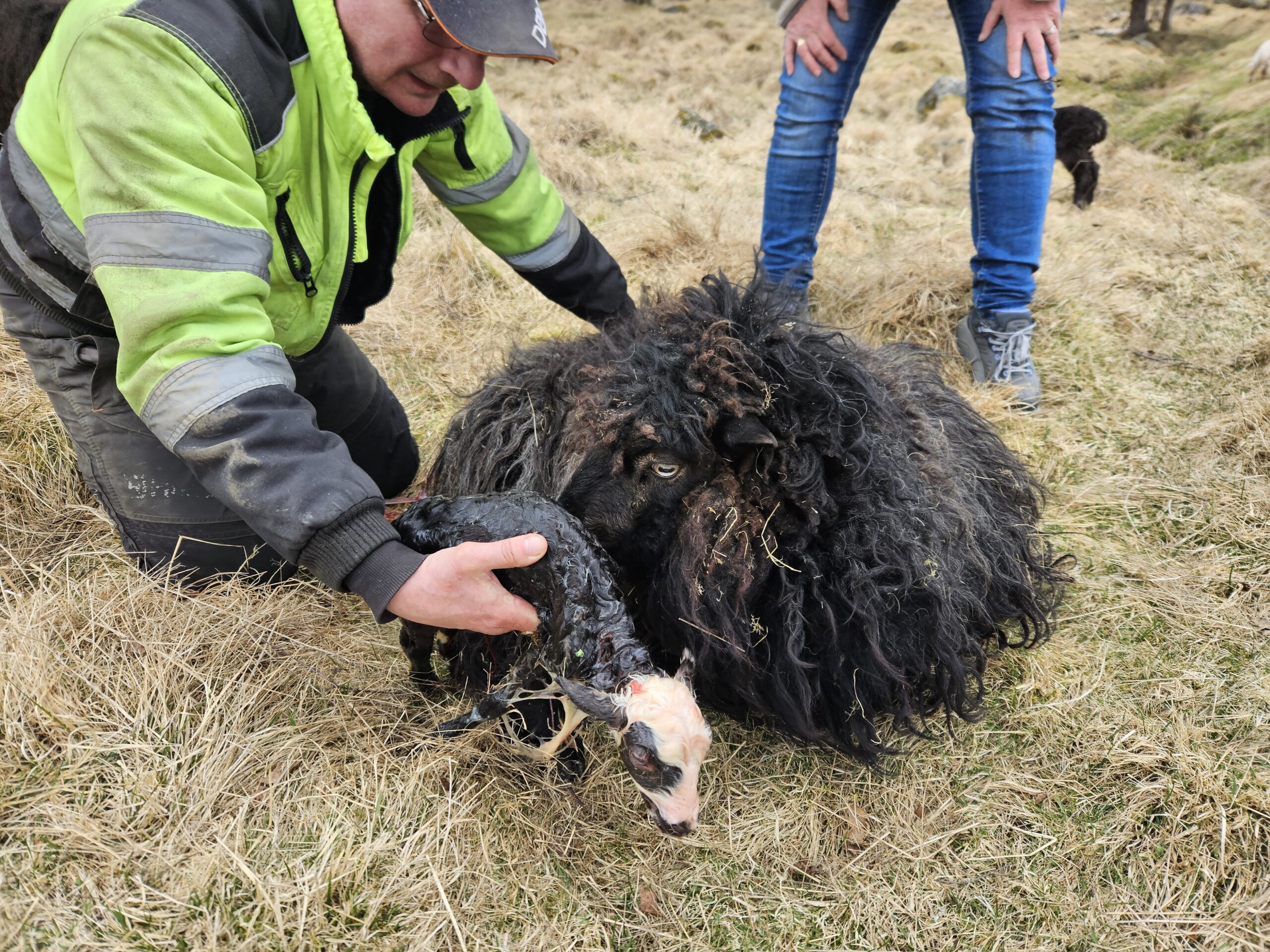 Harruirish er endelig ferdig med lammingen etter god hjelp fra Sten og Heidi.