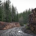 Det ble hogd mye tømmer i norske skoger i 2022, men avvirkningen var mindre i Eidskog og Kongsvinger